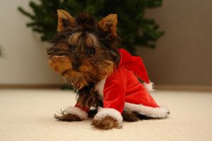 Pampered Animals Dress Up for Christmas
