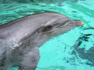 Panto and Promotional Clothing to Help Dolphins