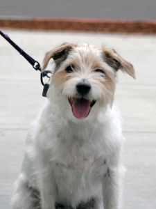 Terrier Made Famous For Drinking Beer