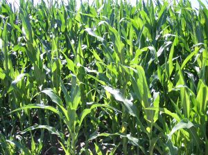 Corn to be Used For Material, 'Ingeo'