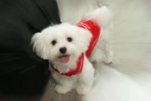 Keeping Small Dogs and Puppies Warm During the Winter Months