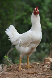 Chicken Out Free Range Tees Available Online