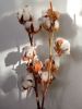 Organic Fashion Finally Taking Root in US