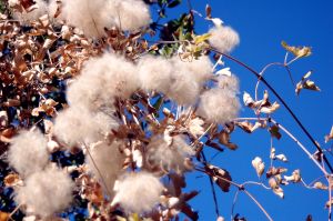 Is it really Possible for T-Shirts to Become Edible?